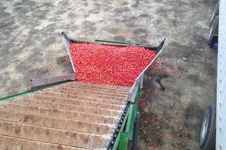 cape concentrate tomato loader 1