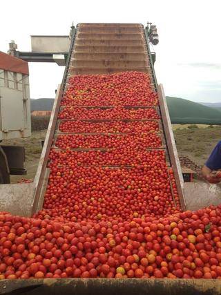 cape concentrate tomato loader 2