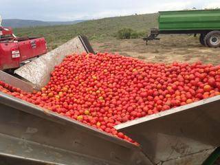 cape concentrate tomato loader 3